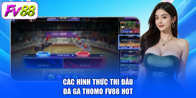 Các hình thức thi đấu Đá gà Thomo FV88 hot