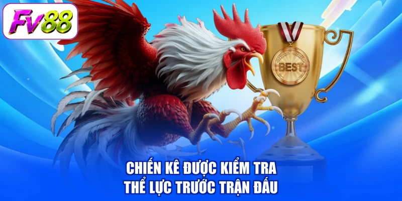 Chiến kê được kiểm tra thể lực trước trận đấu